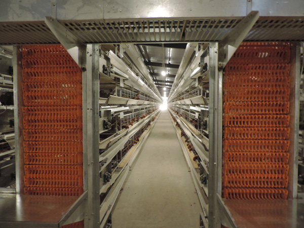 層疊式蛋雞籠養(yǎng)養(yǎng)雞設備