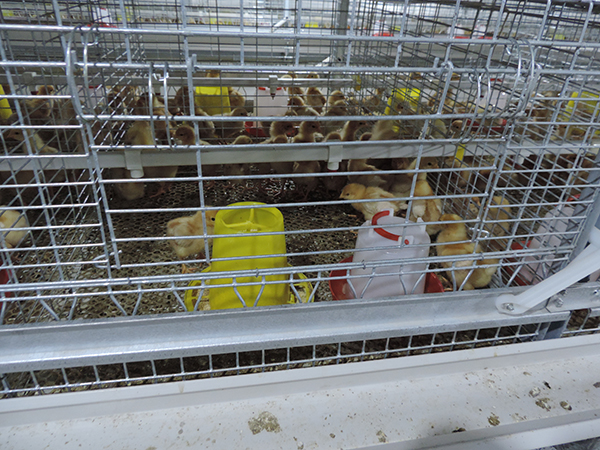 層疊式雛雞設(shè)備