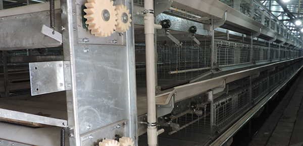 夏季規(guī)?；B(yǎng)雞舍通風(fēng)的模式探討